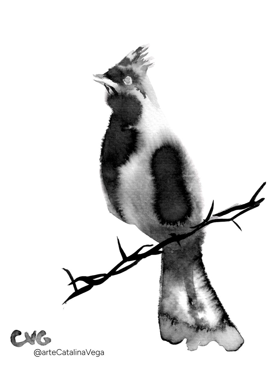 Boceto en tinta de ave